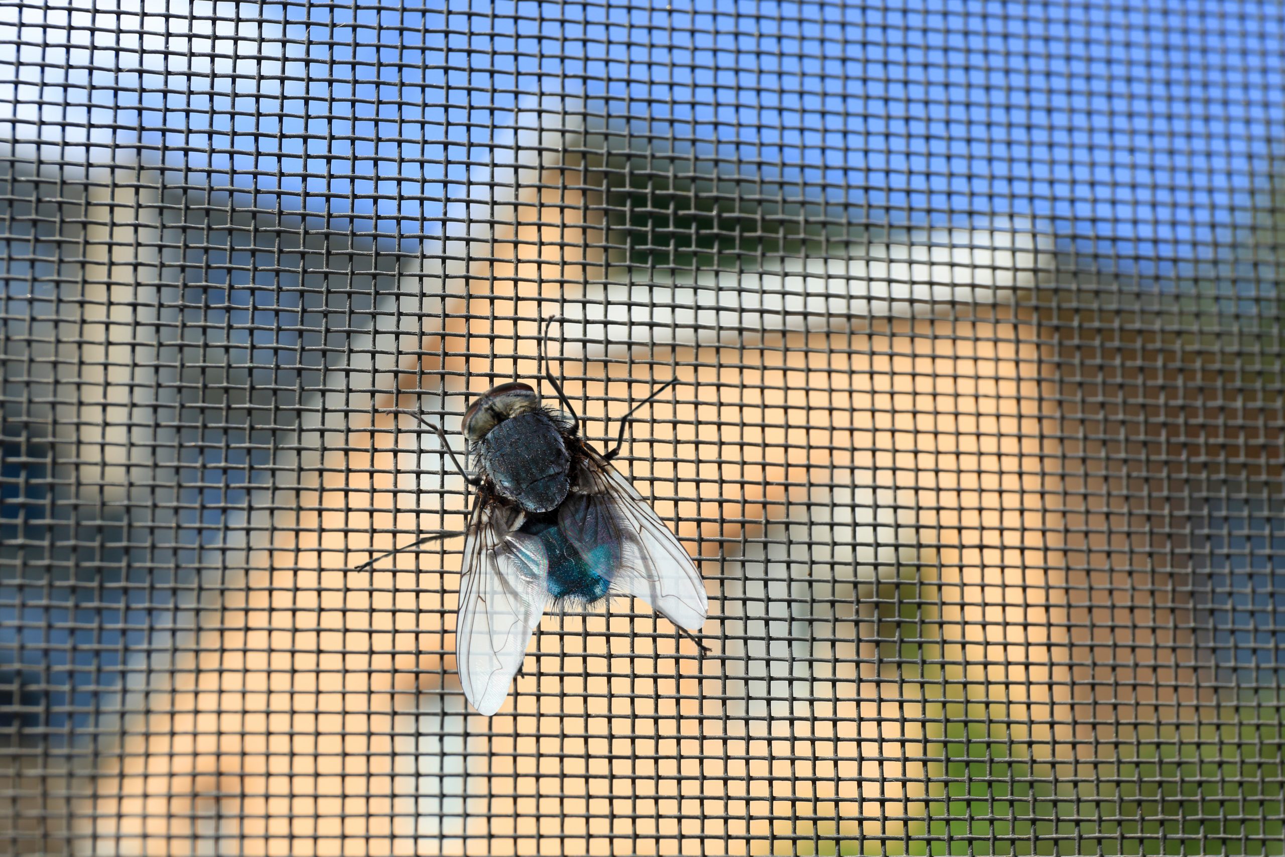 Fly on window screen, closeup